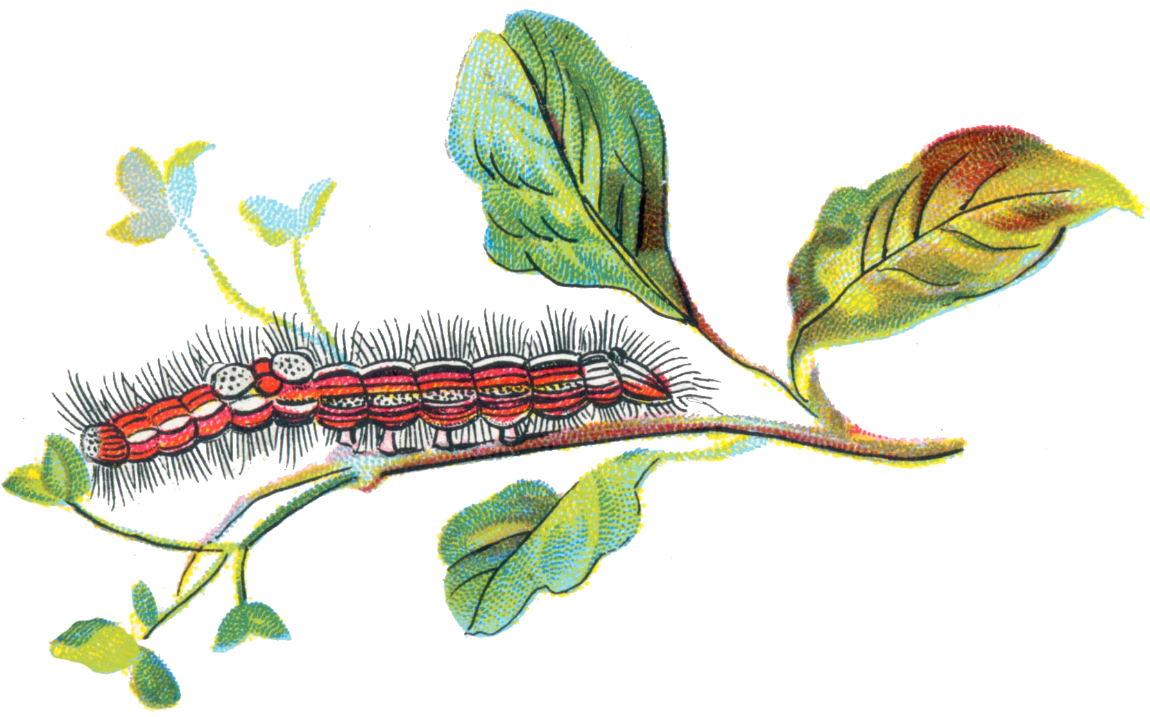 Caterpillar Png 4, Buy Clip Art - Porthesia (1676x1033)