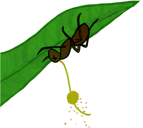 Ant Ophiocordyceps Unilateralis Caterpillar Fungus - Fungus (500x500)