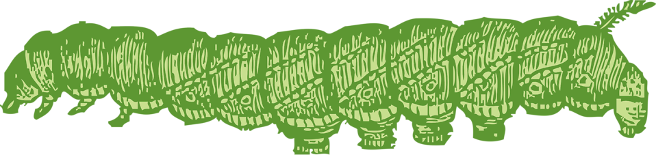 Caterpillar - Caterpillar Illustration Png (958x227)