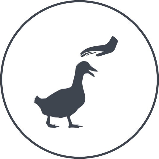If You Meet A Duck Or Goose, Treat It With Kindness - Duck Crossing (535x535)