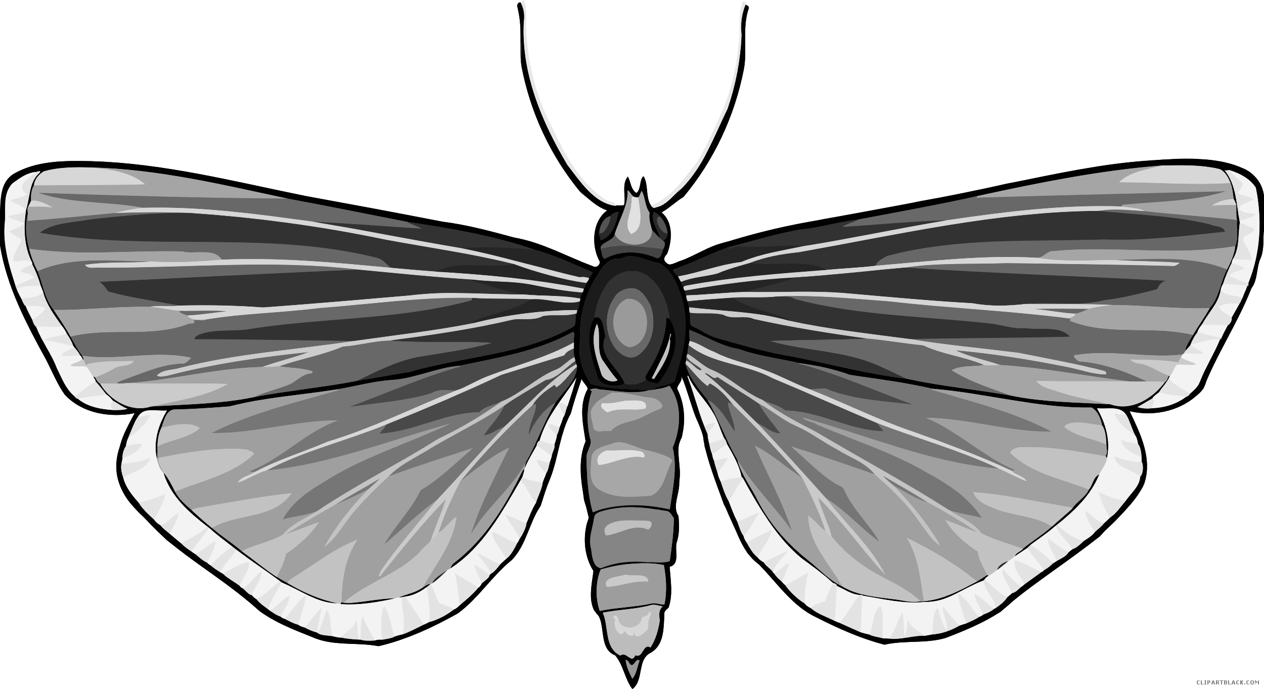 Grayscale Butterfly Animal Free Black White Clipart - Butterfly (2500x1362)