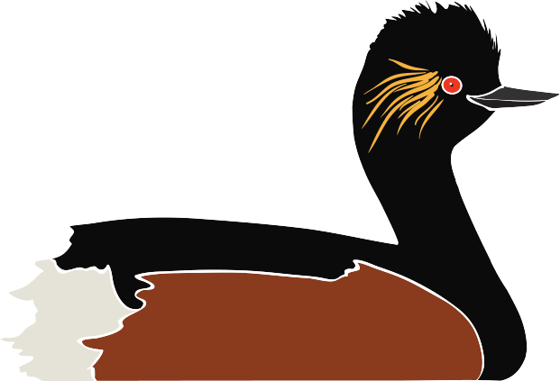 Black Necked Grebe - Black Necked Grebe (621x423)