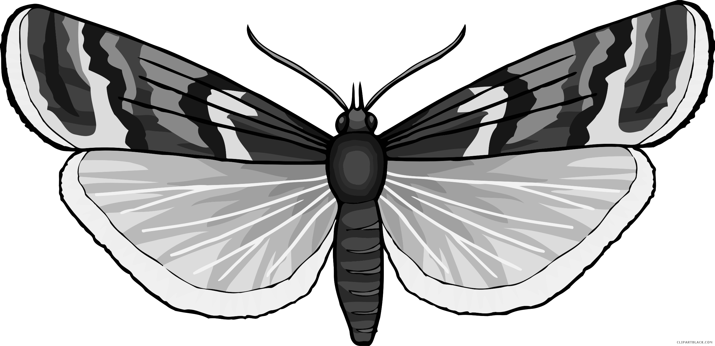 Grayscale Butterfly Animal Free Black White Clipart - Swallowtail Butterfly (2500x1210)