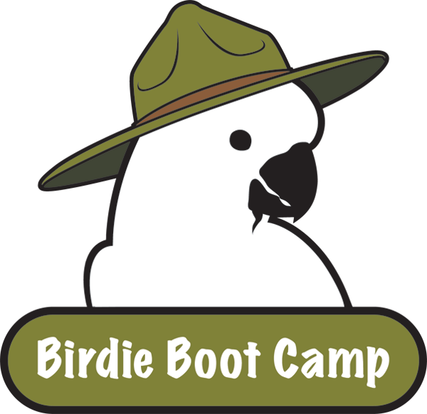 Parrot Training Boot Camp - Parrot (600x582)