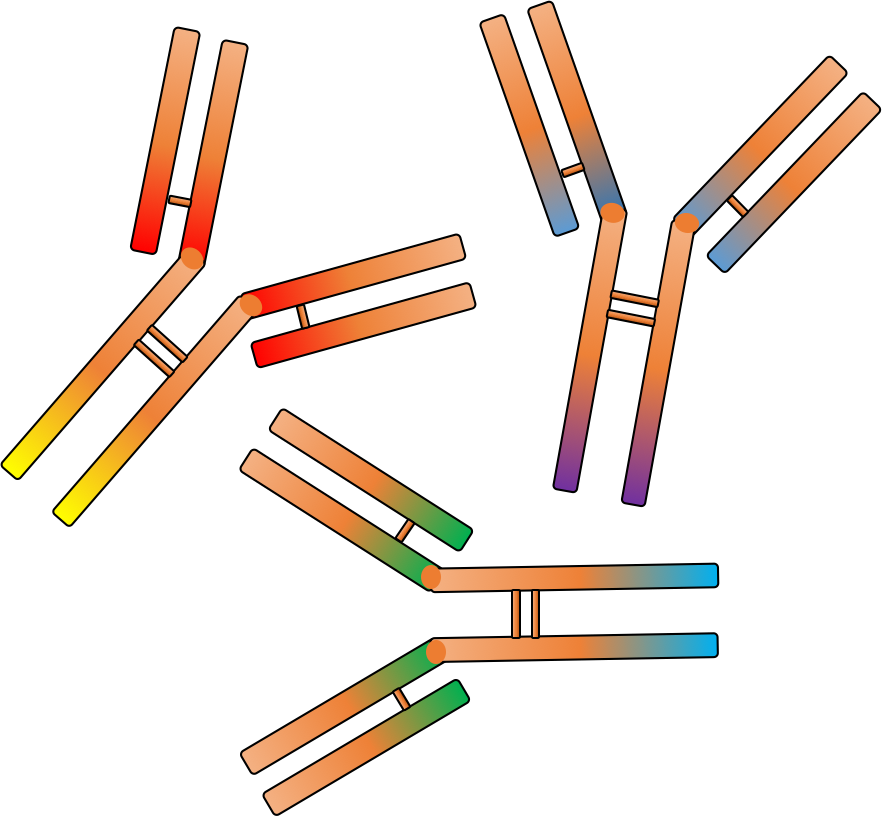 Rabbit Polyclonal Antibody Service - Antibody (882x816)