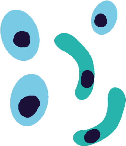 Plasmodium Falciparum Antibodies - Plasmodium Clipart (698x712)