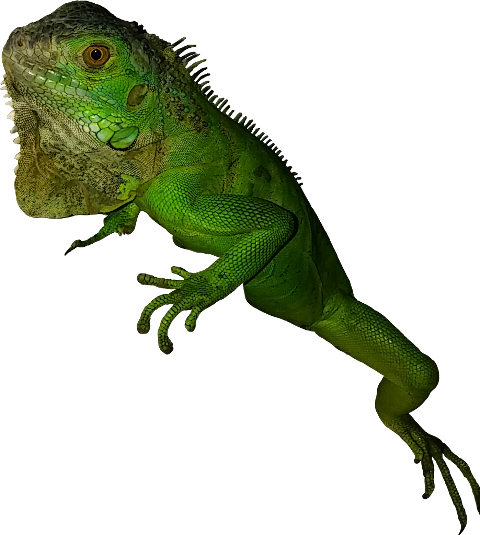 Common Iguanas (480x535)