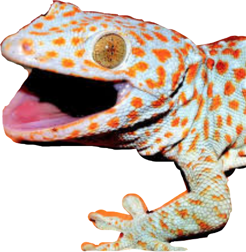 Surprised Lizard (480x492)
