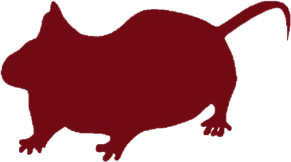 חולדה - Rat (1281x699)