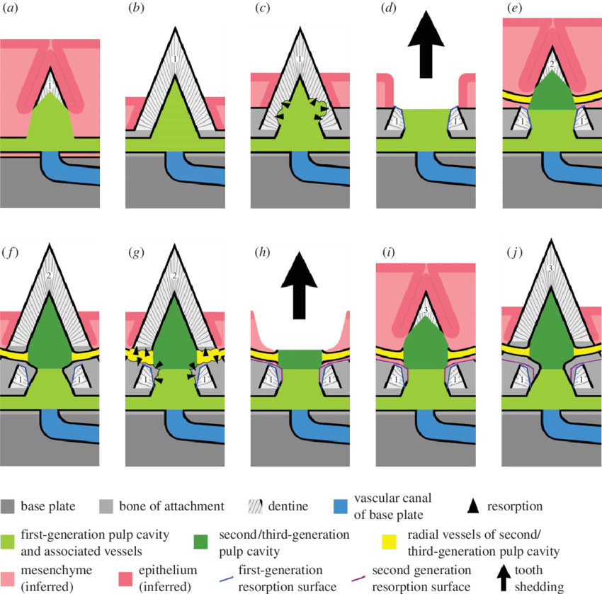 Schematic Model Of Tooth Replacement Process, Starting - Diagram (850x839)