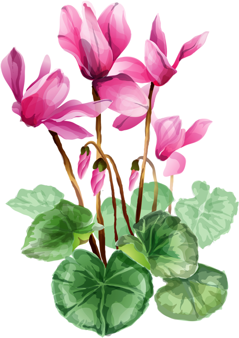 Grab This Free Summer Flower Clip Art - Cyclamen Clipart (525x707)