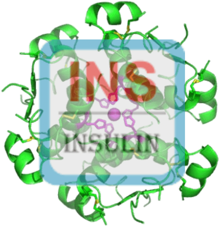 Insulin Antibody (pab) - Beat The Street East Sussex (500x500)