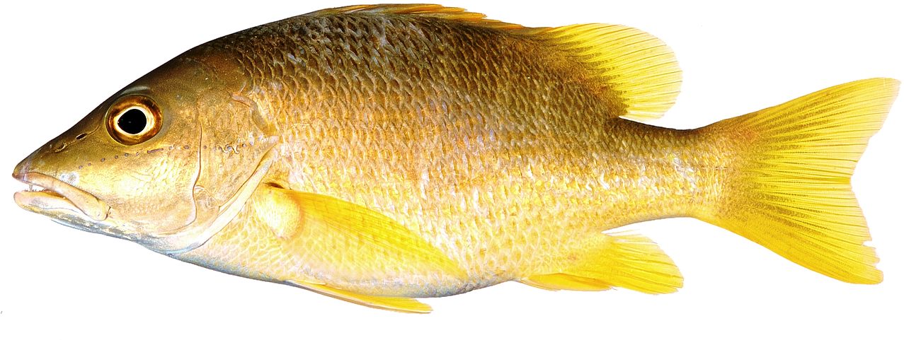 Fish Yellow Freshwater Fish Png Image - Fish With Yellow Fins (1280x489)