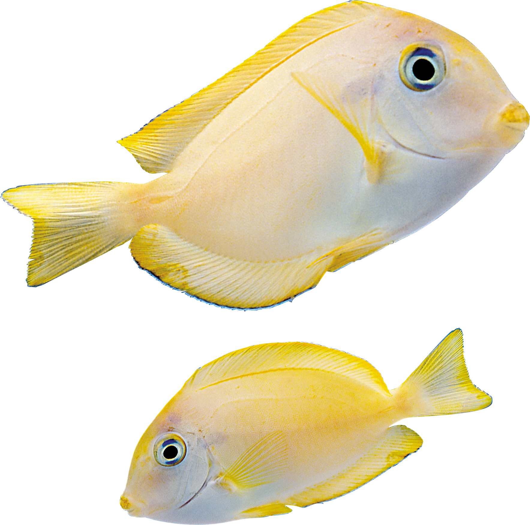 Free Fish Png - Memory Card (1767x1749)