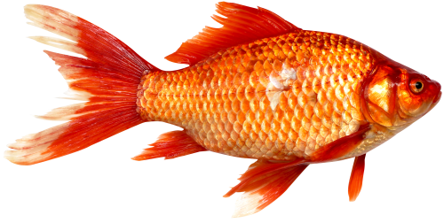 Download Fish Png Image - Fish Png (500x252)