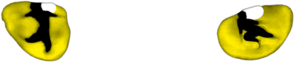 "cats" Will Return To Broadway - Cats Musical 👀 (1024x236)