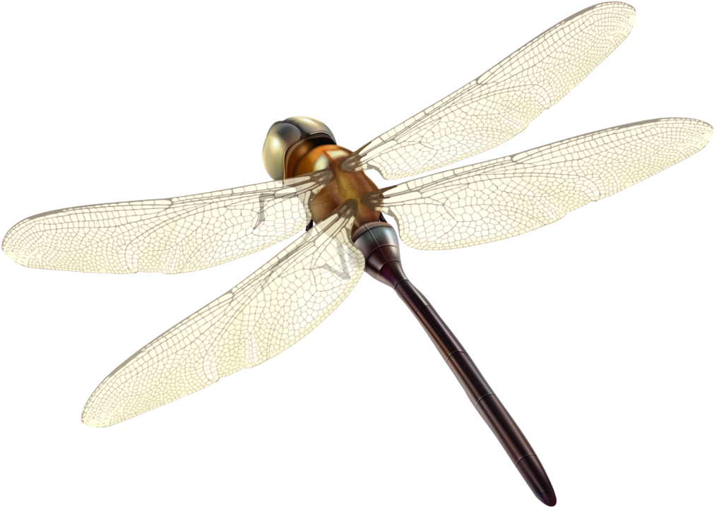 Dragonfly Png Clipart 2427 Free - Hawker Dragonflies (1024x727)