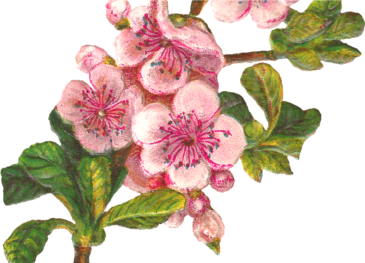 Botanical Art Apple Blossom Flower Digital Download - Apple Blossom Clip Art (1368x855)