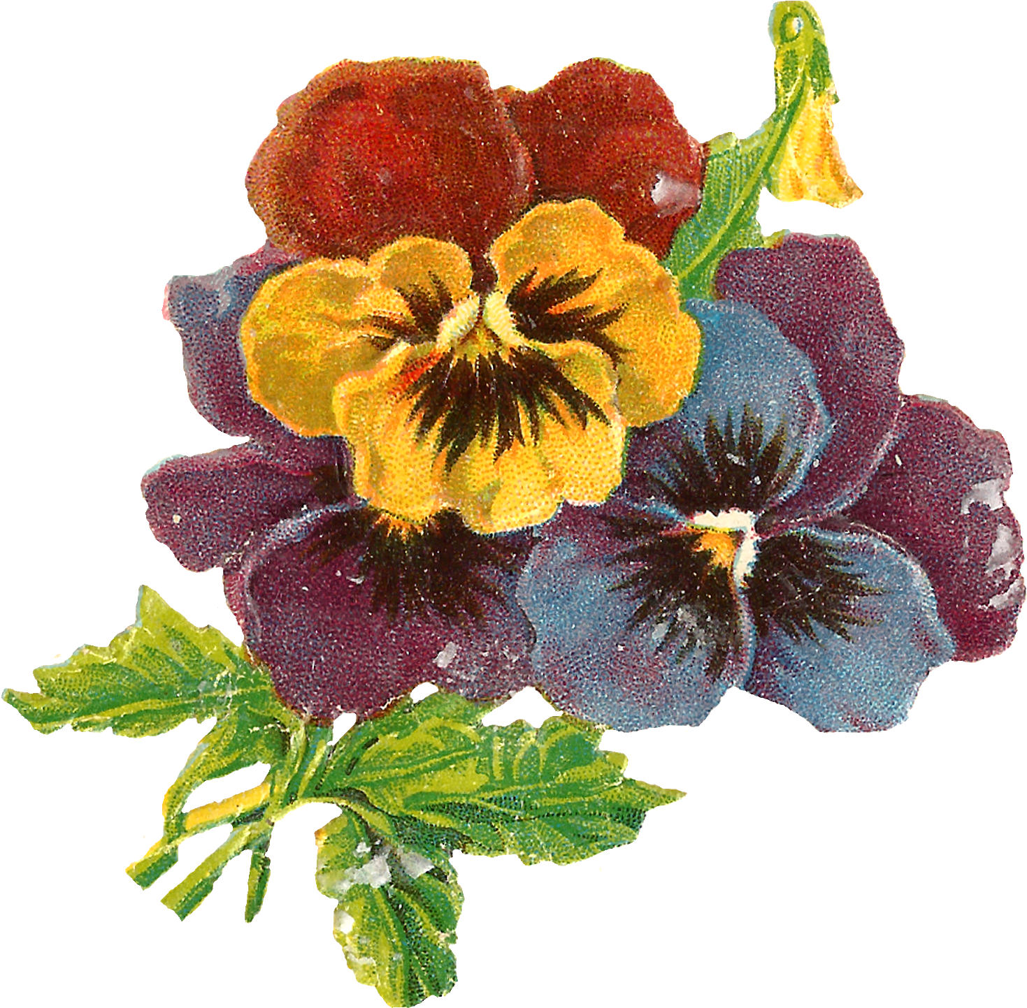 Flowers Art Floral Wildflower Pansy Botanical Illustration - Victorian Flowers (1600x1567)