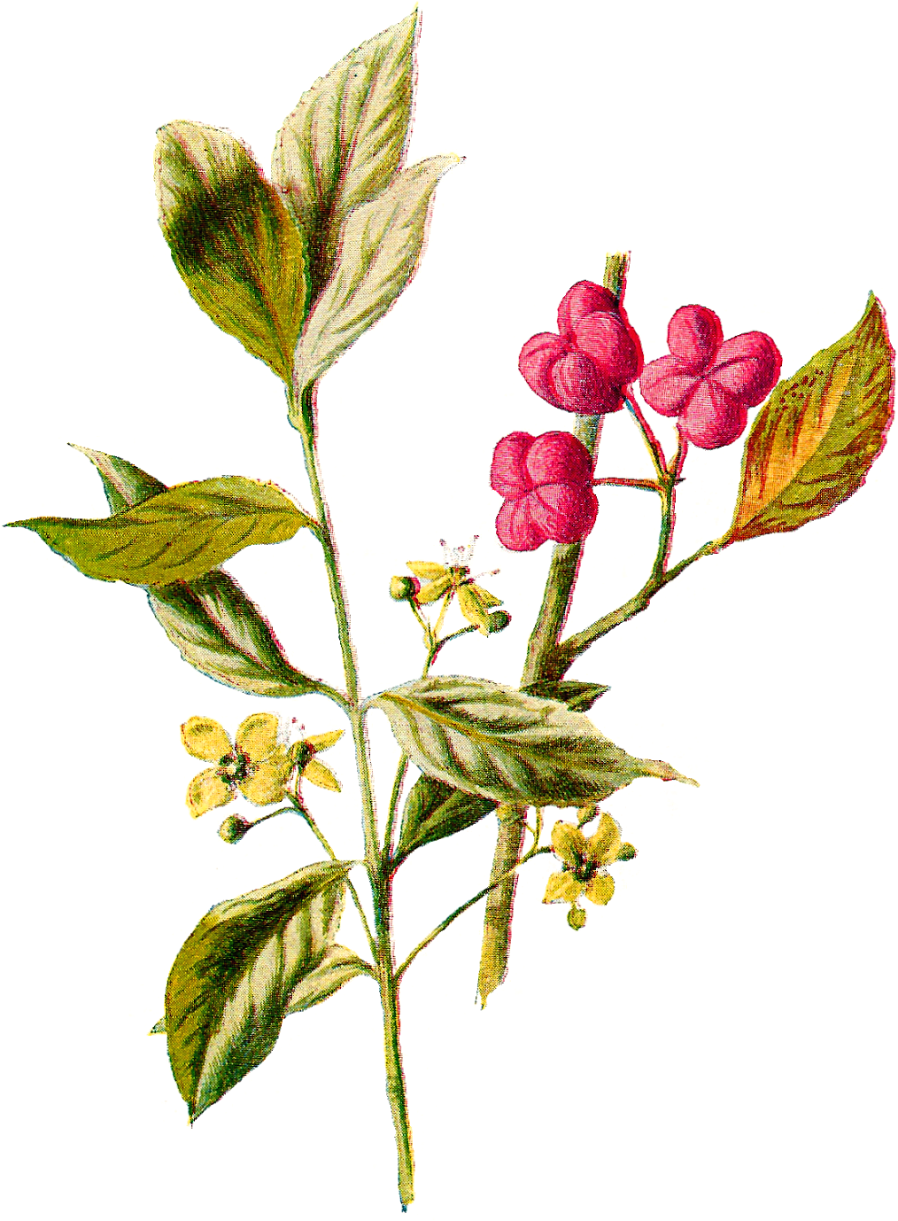 Wildflower Illustration Flower Digital Vintage - Rosa Palustris (1207x1600)