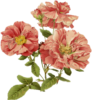 Flower By 384321869 On Deviantart - ดอกไม้ วิน เท จ Png (510x724)