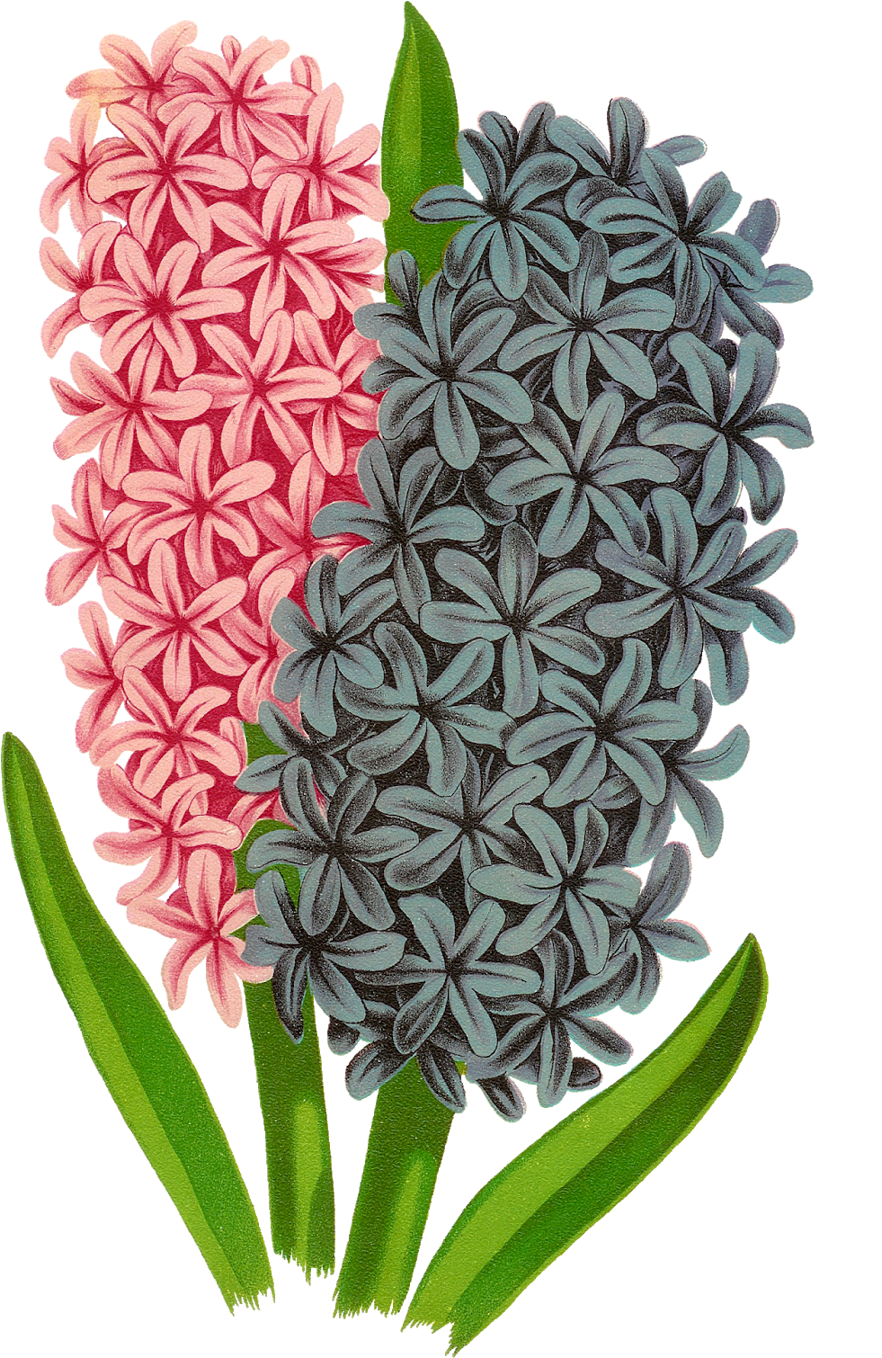 Floral Flower Botanical Art Image Transfer Clipart - Hyacinth Clipart (1065x1600)