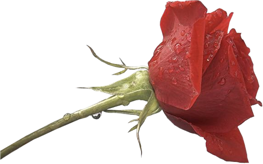 Flowers - Png Images For Photoshop Hd (896x561)