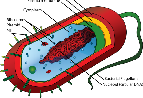 Social Studies This Week We Will Continue Our Discussions - Flagella Of Animal Cell (630x420)