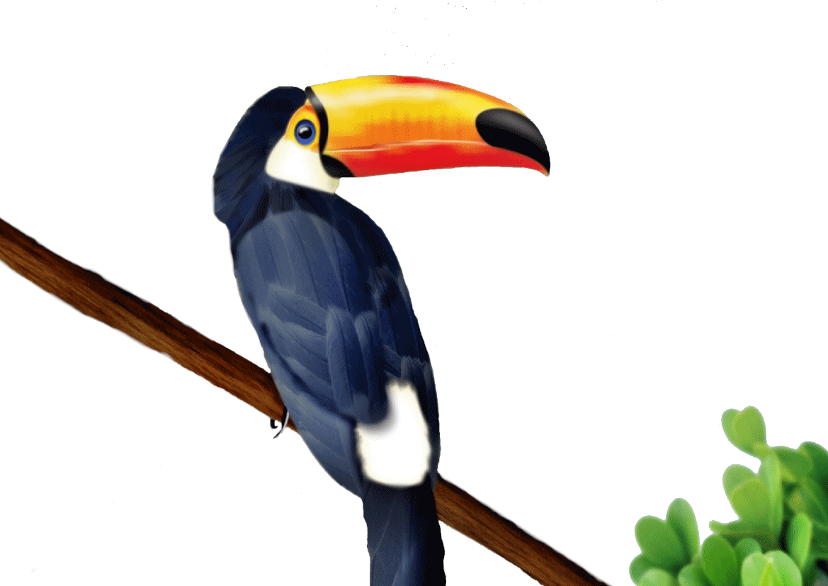 Keel Billed Toucan Coloring Page - Toucan Drawing (1169x827)