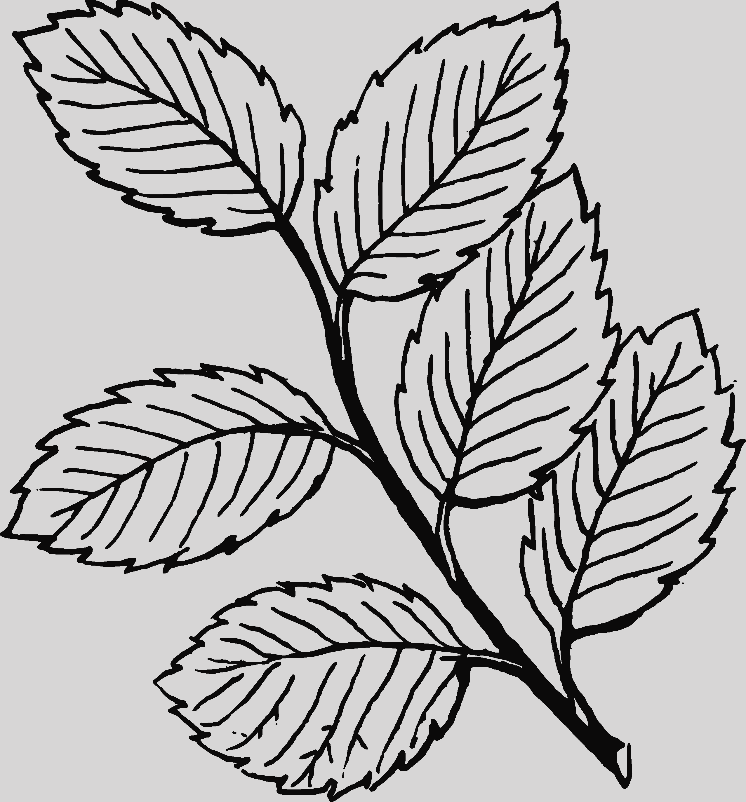 Clip Art Leaves Black And White (2555x2748)