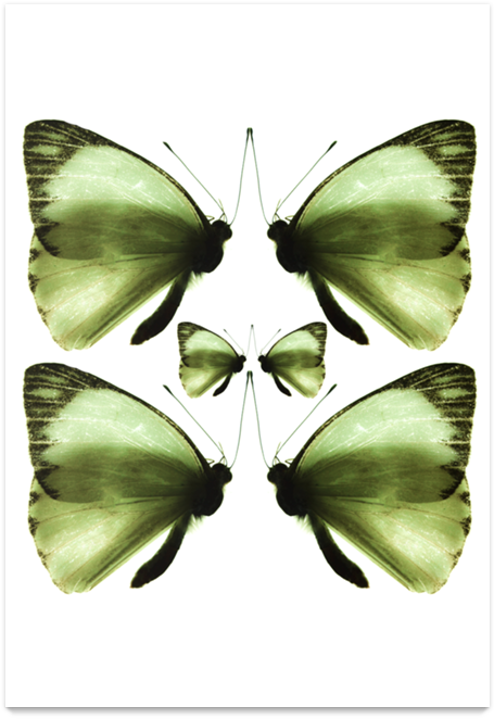 Poster Borboleta De Claudia Araujona - Large White (800x800)