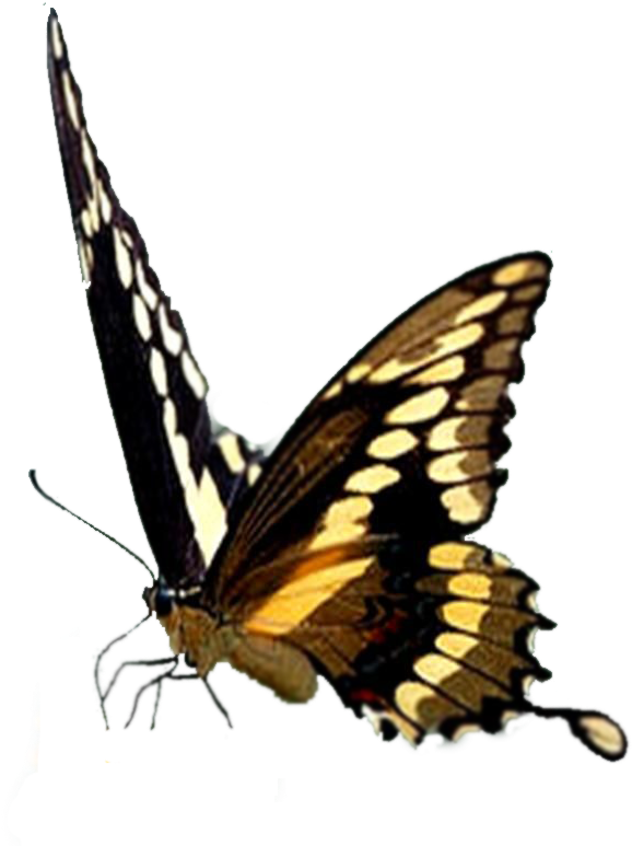 Http - //i46 - Tinypic - Com/v47zud - Papilio Machaon (853x826)