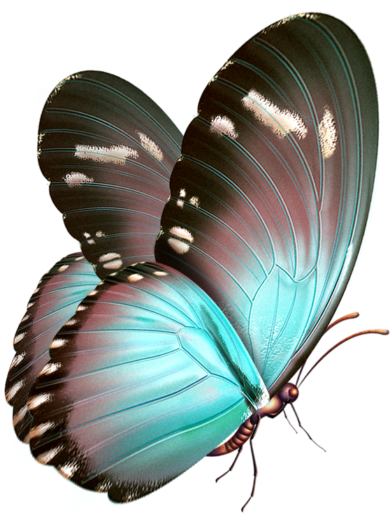 ‿✿⁀ - Free Gif Teal Butterfly Transparent Background (637x800)