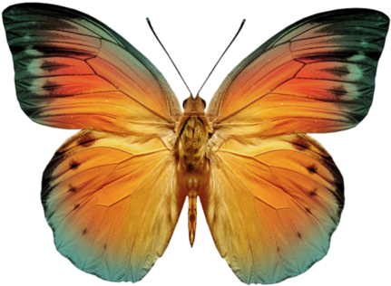 Renkli Kelebek (600x549)