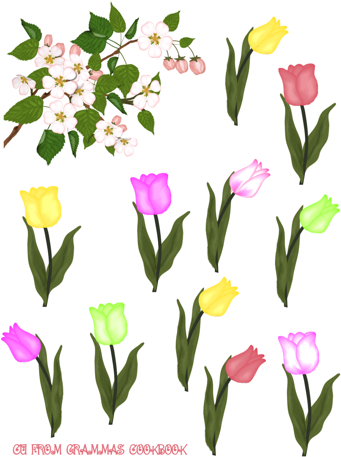 Download Here - Tulip (1236x1600)