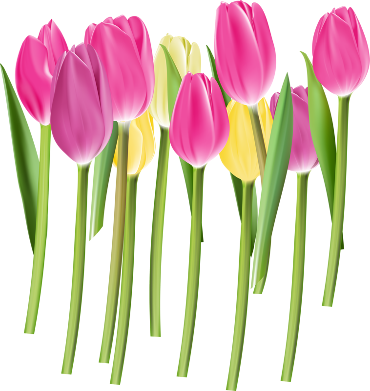 Publicat De Eu Ciresica La - Png Tulipán (758x800)