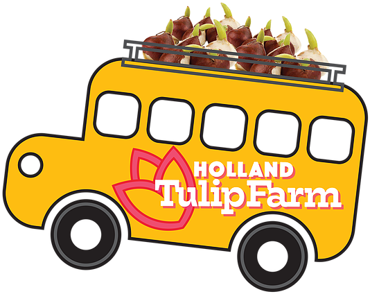 Tulip Bulbs For Your School - Bulb (552x439)