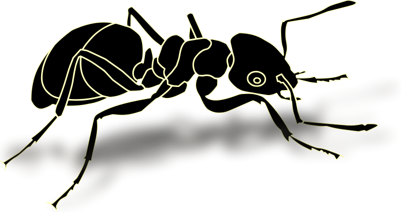 Similar Clip Art - Transparent Ant (800x424)