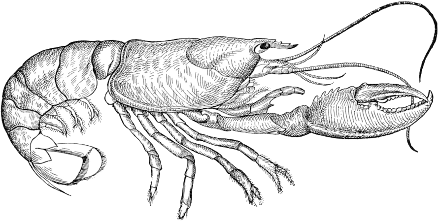 Lobster - Jordan Peterson Rule 1 (1000x714)