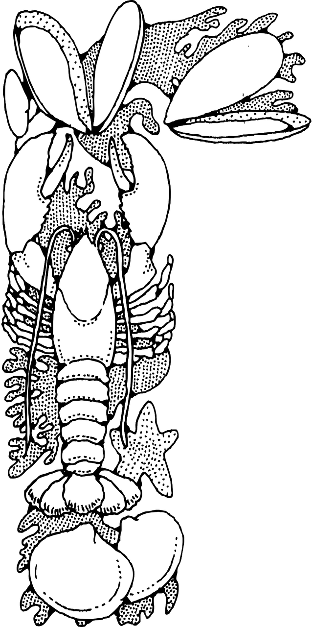 Shellfish Lobster Clams Oysters Png Image - Seafood Clip Art (640x1280)