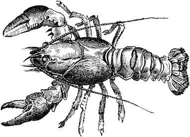 34 - Lobster Black And White (400x400)
