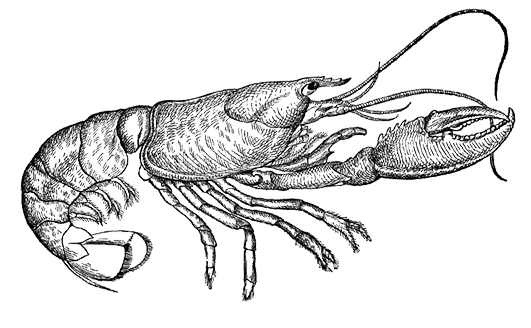 Lobster Lobster - Vintage Lobsters In Red Shower Curtain (531x328)