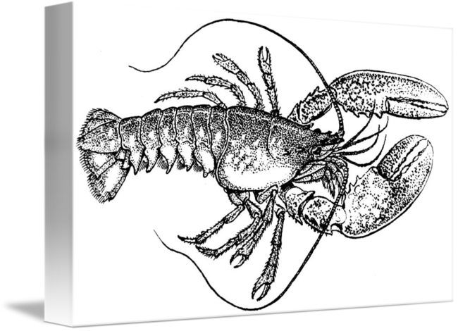 Vintage Lobster Illustration Note Cards (650x470)