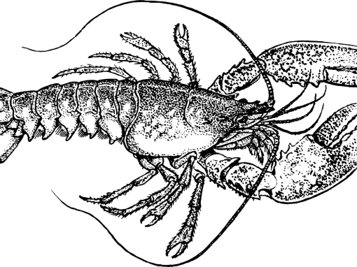 Crustacean 153467 1280 - Lobsters Gills (510x382)