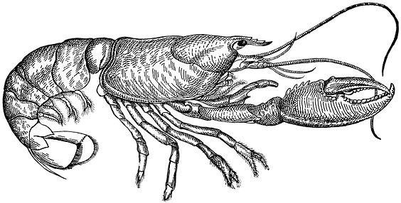 Maguire's Bayfront Restaurant - Lobster Outline (587x292)