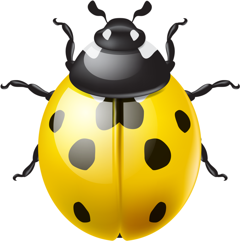 Ϧuɠʂ ‿✿⁀ - Ladybird Beetle (800x772)