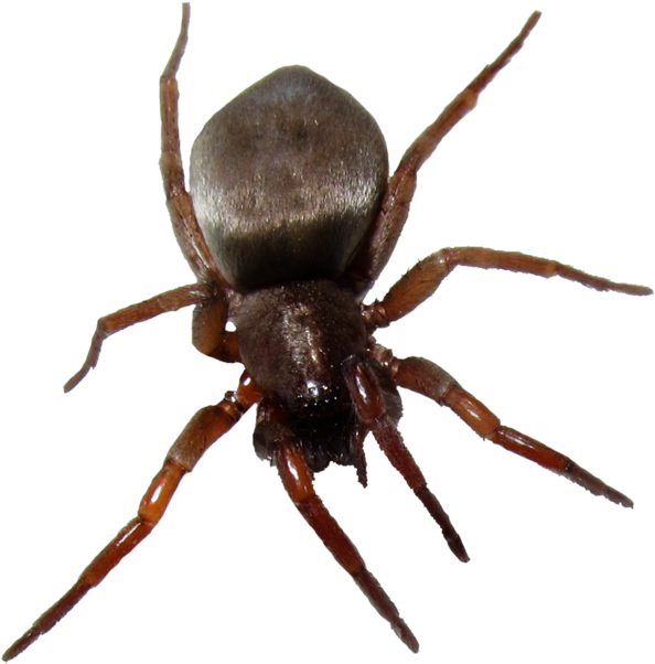 Insect Clipart Transparent Background - House Spiders In Ontario (1024x746)