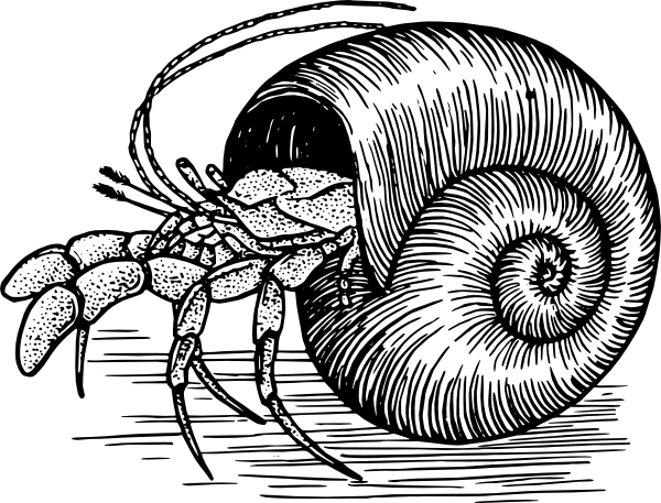 Hermit Crab Picture For Classroom / Therapy Use - Hermit Crab Line Drawing (600x457)