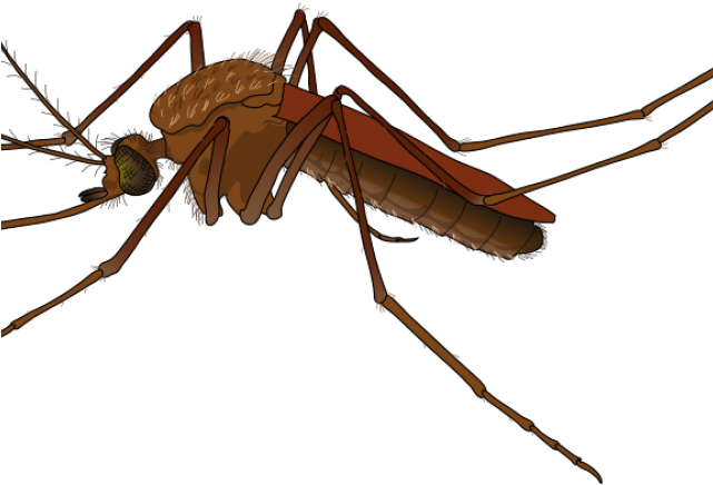 Insect Clipart Realistic - Male Mosquito Vs Female Mosquito (640x480)