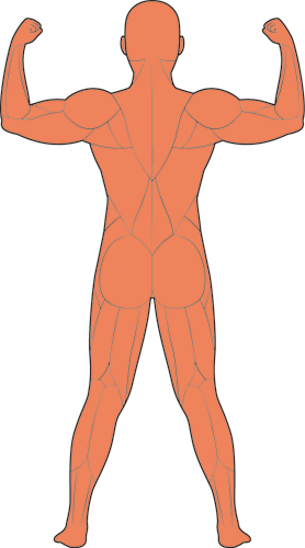 人体の背面筋肉図イラスト - 背中 筋肉 イラスト (278x500)